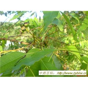 惠瑞生物/供应/纯天然/桉叶提取物