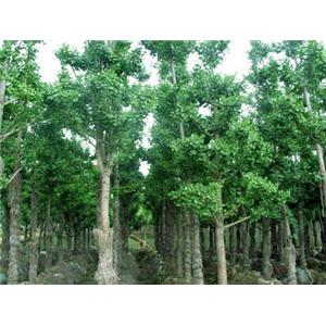 惠瑞生物/供应/纯天然银杏提取物24%/6%/银杏24%6%/银杏黄酮/银杏叶提取物/专业生产厂家