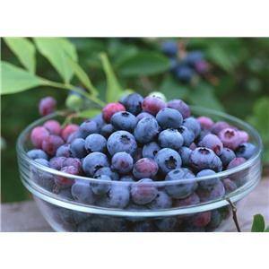 惠瑞生物/供应/纯天然/越橘提取物5%/越橘10%/越橘提取物20%/越橘/30%/专业生产厂家