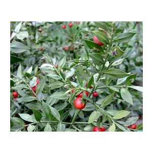 供应植物提取物/假叶树提取物/