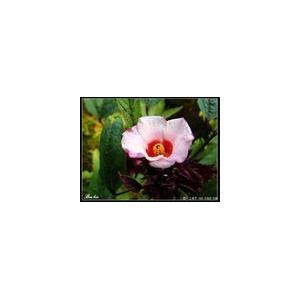 洛神花提取物/玫瑰茄提取物