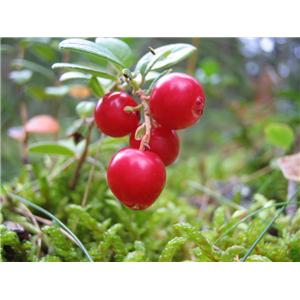 厂家直供 天然浓缩汁 红豆越橘浓缩