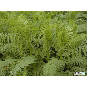 黄芪甲苷价格 黄芪甲甙供应