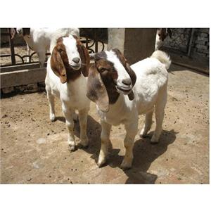 种羊场-圣泰专业种羊场