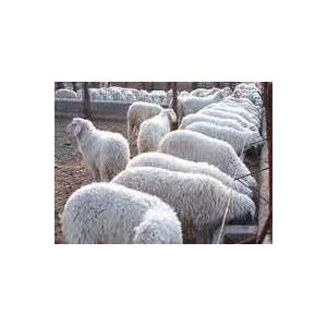 养殖一只羊的利润是多少