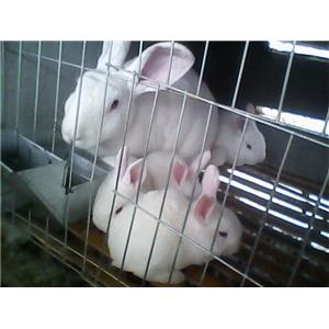 实验动物养殖专用消毒剂