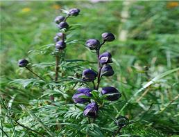 氢溴酸高乌甲素