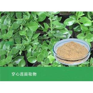 穿心莲提取