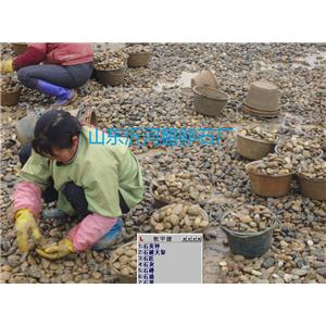 山东沂河鹅卵石厂