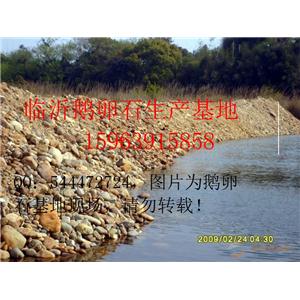 临沂鹅卵石生产基地