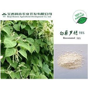 虎杖提取物 白藜芦醇 98%