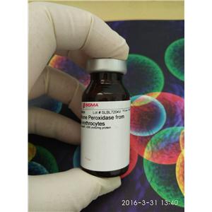 胆碱氧化酶|Choline Oxidase|9028-67-5