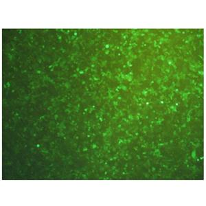 LLC-GFP/mCherry-luc小鼠肺癌稳转细胞株