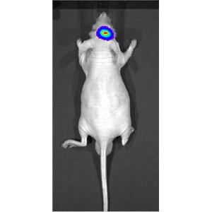 U87-GFP/mCherry-luc脑胶质瘤稳转细胞株