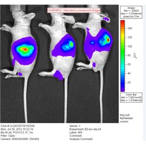 活体成像用底物 L-Luciferin, potassium sal