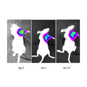 活体成像用底物D-Luciferin, Sodium salt