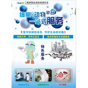 IST-1人胎盘绒毛细胞