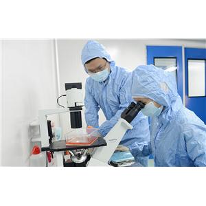 LS 180复苏培养传代细胞系