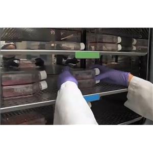 AtT-20复苏传代细胞系