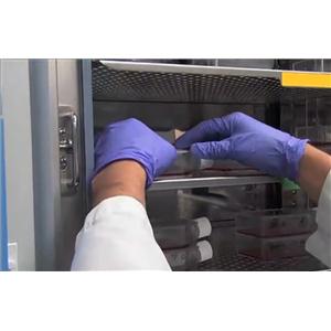 bEnd.3复苏细胞系