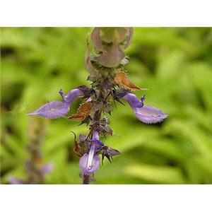 尚诚生物 毛喉鞘蕊花提取物 毛喉素 厂家直供 现货包邮