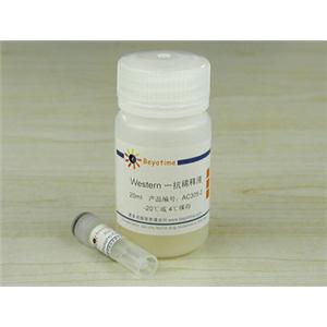 磷酸化CENP-A(SER7位点)抗体