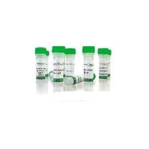 重组恒河猴胸腺和活化调节趋化因子/CCL1