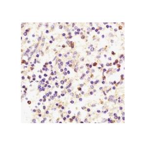 干扰素/CXCL9诱导的重组牛单核细