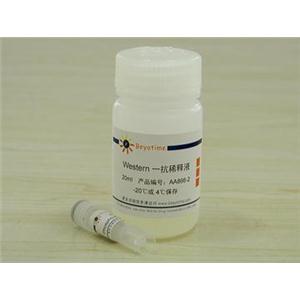 Phospho-ATM(Ser1981)抗体(小鼠单抗)