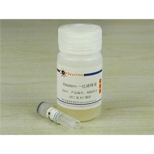 Phospho-BRCA1(Ser1423)抗体(兔多抗)