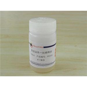 免疫染色一抗稀释液