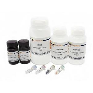 化学发光法EMSA试剂盒