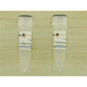 T7 RNA Polymerase