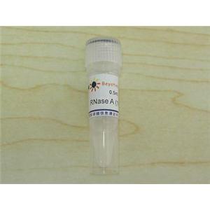 RNase A (100mg/ml)