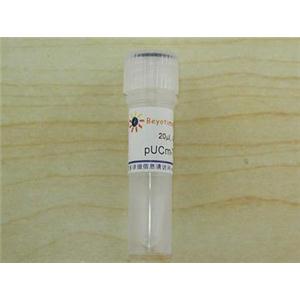 pUCm-T载体