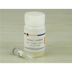 PDI抗体(兔多抗)