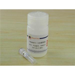 Myc抗体(兔单抗)