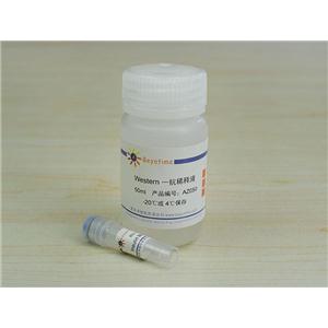 Insulin Mouse Monoclonal Antibody