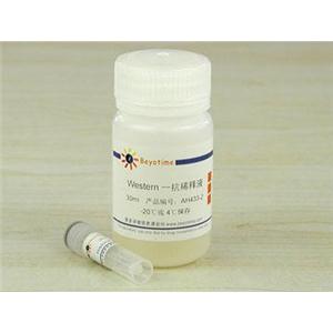 Histone H3抗体(兔多抗)