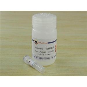 His-tag抗体(小鼠单抗)