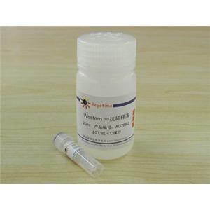 GST抗体(小鼠单抗)