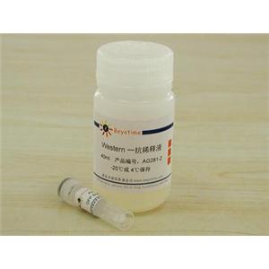 GFP抗体(小鼠单抗)