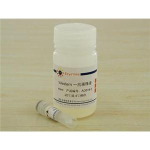 GAPDH抗体(小鼠单抗)