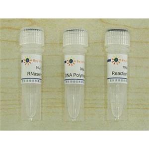cDNA第二链合成试剂盒