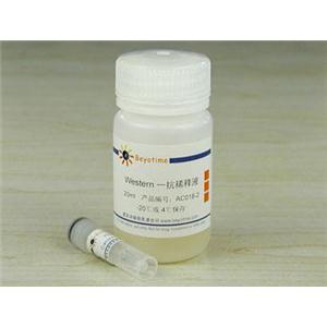 Calnexin抗体(小鼠单抗)