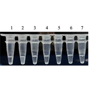 热稳定无机焦磷酸酶