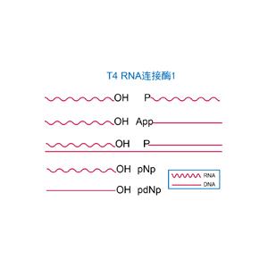 T4 RNA 连接酶1