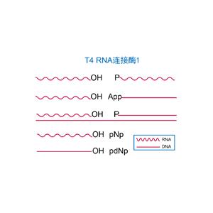 T4 RNA 连接酶1