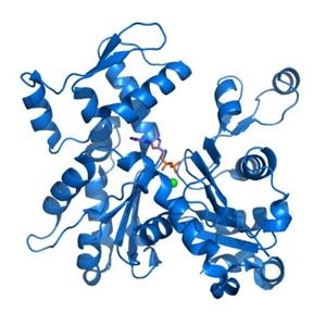 CAPN3 protein