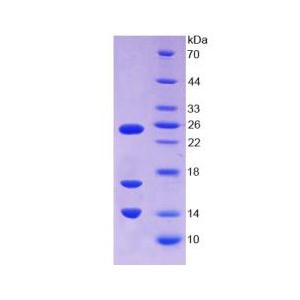 18kDa阳离子抗菌肽(CAMP)重组蛋白